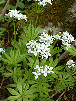 Beltane - Sweet Woodruff May Cup