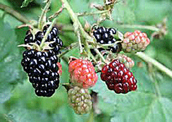 Blackberries