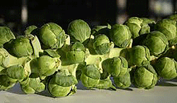 Brussel Sprouts