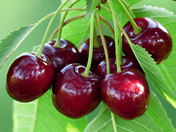 Sweet or Dessert Cherries