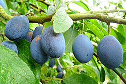 Damson Plums - hedgerow fruit