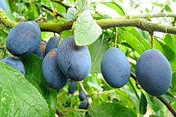 Damson Plums