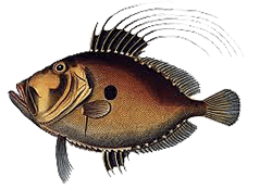 Fish John Dory or St Peter's Fish