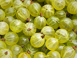 gooseberries