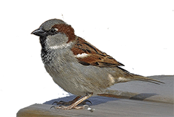 House Sparrow