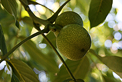 Green Walnuts