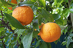 Oranges