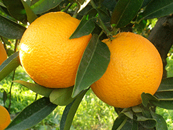 Oranges