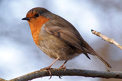 Robin