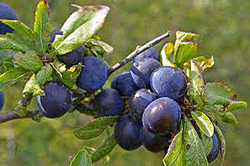 Sloes