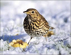 Song Thrush