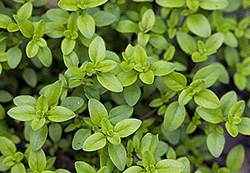 Thyme