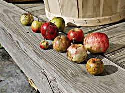 Bramley apples