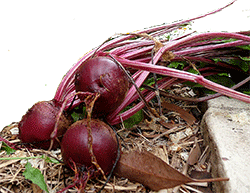 Beetroot