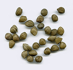 capers