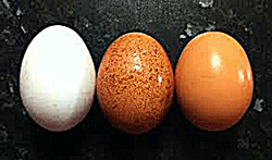 eggs