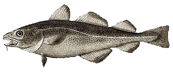 Cod Fish