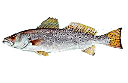 Sea Trout