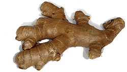 Root Ginger