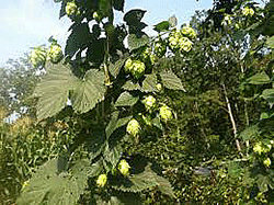 hop gardens