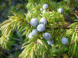 Juniper berries