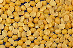 Yellow Split Peas