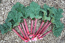 Rhubarb