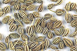 Cumin